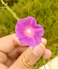 Ipomoea dumetorum