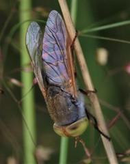 Atylotus palus