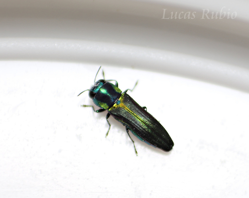 Agrilaxia decipiens · iNaturalist