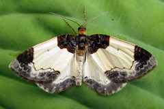 Mesoleuca albicillata