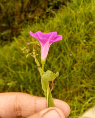 Ipomoea dumetorum