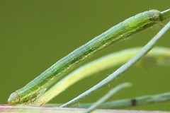 Narraga fasciolaria
