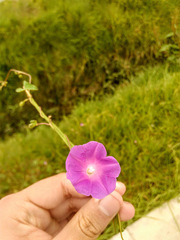 Ipomoea dumetorum