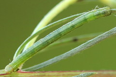 Narraga fasciolaria