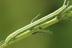 Narraga fasciolaria