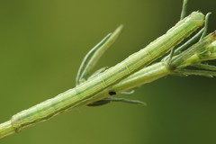 Narraga fasciolaria