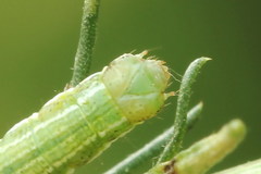 Narraga fasciolaria