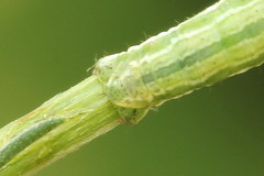 Narraga fasciolaria
