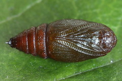 Narraga fasciolaria