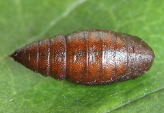 Narraga fasciolaria