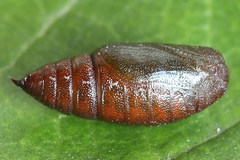 Narraga fasciolaria