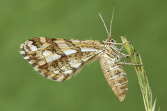 Narraga fasciolaria