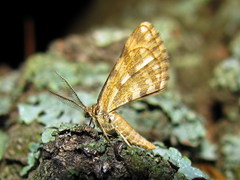 Narraga fasciolaria