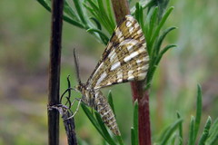 Narraga fasciolaria