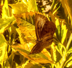 Achlyodes