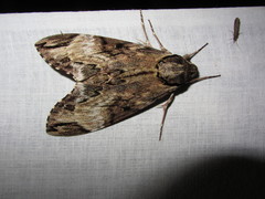 Psilogramma discistriga