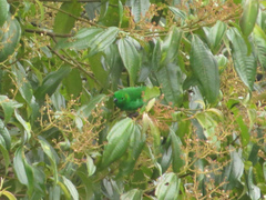 Chlorochrysa phoenicotis