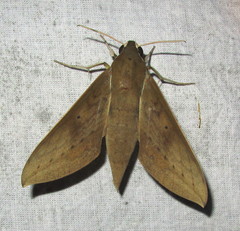 Theretra boisduvalii