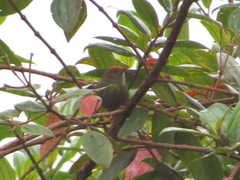 Cranioleuca erythrops