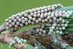 Odontopera bidentata