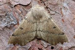 Odontopera bidentata