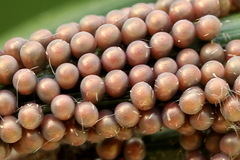 Odontopera bidentata