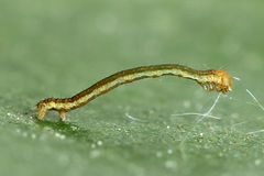Odontopera bidentata
