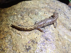 Taichu Salamander photo 3