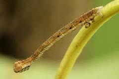 Odontopera bidentata