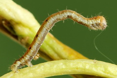 Odontopera bidentata