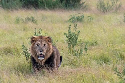 Northern Lion