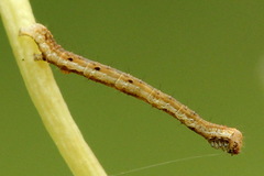 Odontopera bidentata