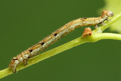 Odontopera bidentata