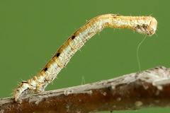 Odontopera bidentata