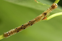 Odontopera bidentata