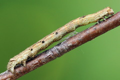 Odontopera bidentata