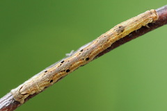 Odontopera bidentata