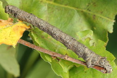 Odontopera bidentata