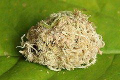 Odontopera bidentata