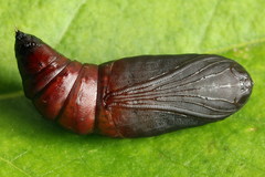 Odontopera bidentata