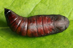 Odontopera bidentata
