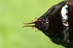 Odontopera bidentata