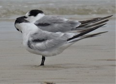 Sterna hirundo longipennis
