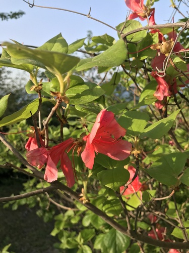 Image of Rhododendron weyrichii by no rights reserved