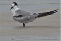 Sterna hirundo longipennis