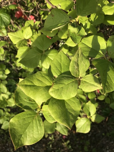 Image of Rhododendron weyrichii by no rights reserved