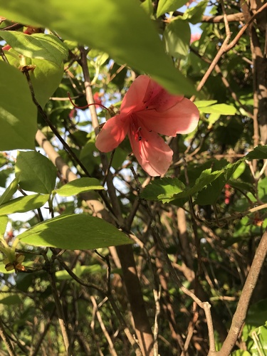 Image of Rhododendron weyrichii by no rights reserved