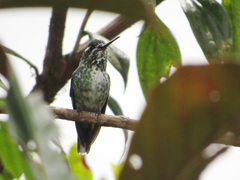 Urosticte benjamini