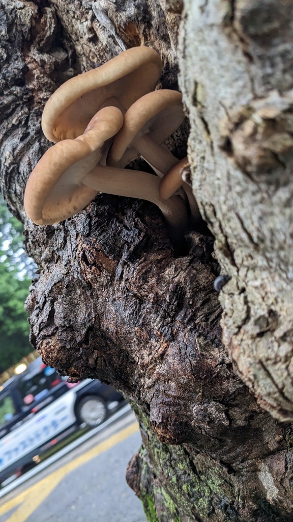 Cyclocybe cylindracea · June 2023 · photo: © atsushi_nakajima_cirque (iNaturalist, cc-by)
