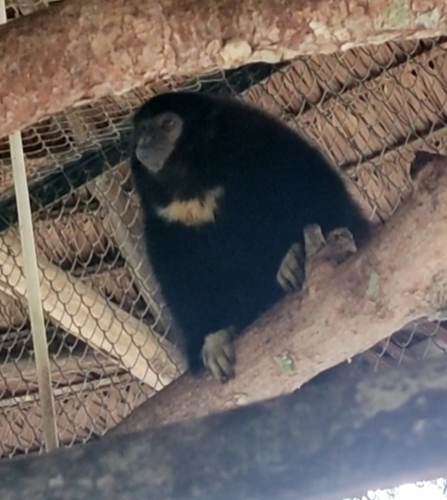 Aquino's Titi (Cheracebus aquinoi) — Data Deficient Mammalia